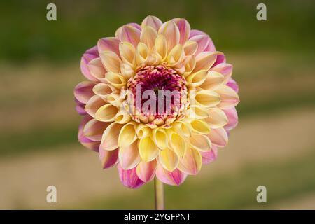 Dahlia - fleur unique multicolore en jaune, rose et rouge Banque D'Images