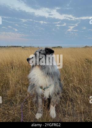 Berger australien assis dans un champ d'herbe après une promenade Banque D'Images