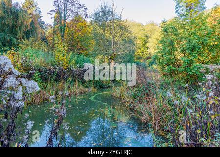 Abondantes plantes sauvages entourant l'étang ombragé, arbres aux pousses jaunes dorées et vertes illuminées par le soleil, journée d'automne ensoleillée à Willy-Dohmen-Park, Ubac Banque D'Images