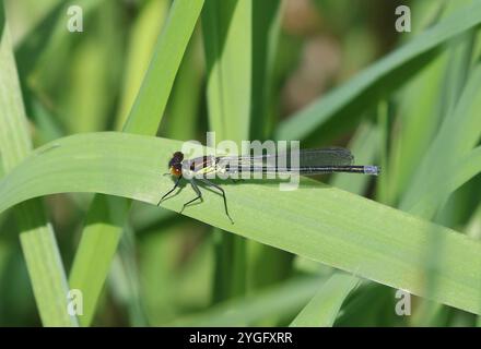 Damselfly aux yeux rouges ou gros Redeye mâle immature - Erythromma najas Banque D'Images