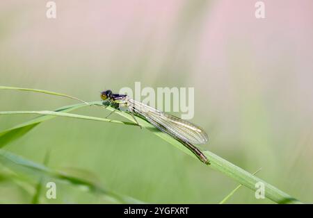 Damselfly aux yeux rouges ou gros Redeye mâle immature - Erythromma najas Banque D'Images