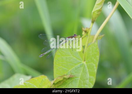 Damselfly aux yeux rouges ou grosse femelle Redeye - Erythromma najas Banque D'Images