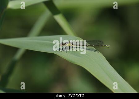 Damselfly aux yeux rouges ou grosse femelle Redeye - Erythromma najas Banque D'Images