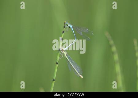 Paire Northern Damselfly ou Spearhead Bluet - Coenagrion hastulatum Banque D'Images