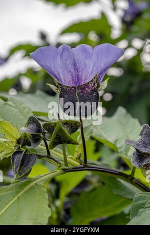 Nicandra Physalodes, communément appelée Shoo Fly, censée dissuader les pucerons, a une boîte de graines de papeterie pleine de centaines de graines qui germent sinon collégiales Banque D'Images