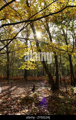 Lumière du soleil à travers les arbres d'automne Banque D'Images