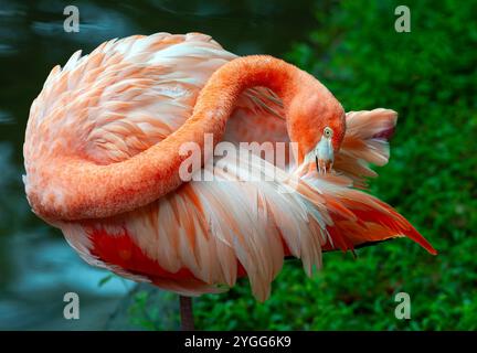 Un flamant rose américain prépare ses plumes dans la zone d'exposition animalière de la Jaguar Trail zone au safari nocturne de Chiang mai. Chiang mai Night Safari est le premier safari de nuit en Thaïlande, situé à Chiang mai. Il offre aux visiteurs la possibilité de découvrir des animaux pendant la journée et la nuit. Vous pourrez marcher ou prendre un tramway pour voir divers animaux dans différentes zones, telles que la zone tigre, la zone jaguar et la zone de la faune indigène, ainsi que des activités intéressantes et des spectacles pour les visiteurs de tous âges. Banque D'Images