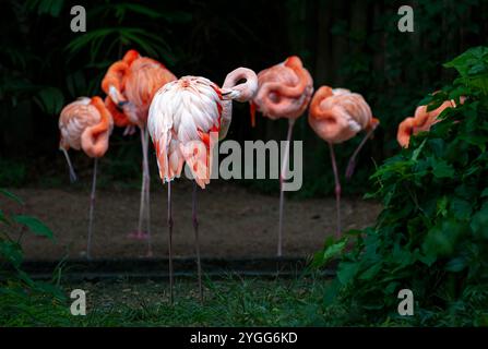 Les flamants roses américains préparent leurs plumes dans la zone d'exposition des animaux de la Jaguar Trail zone au safari nocturne de Chiang mai. Chiang mai Night Safari est le premier safari de nuit en Thaïlande, situé à Chiang mai. Il offre aux visiteurs la possibilité de faire l'expérience de l'observation des animaux pendant la journée et la nuit. Vous pourrez marcher ou prendre un tramway pour voir divers animaux dans différentes zones, telles que la zone tigre, la zone jaguar et la zone de la faune indigène, ainsi que des activités intéressantes et des spectacles pour les visiteurs de tous âges. Banque D'Images