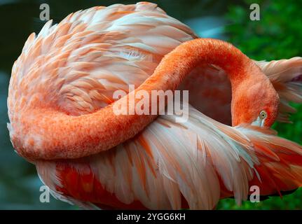 Un flamant rose américain prépare ses plumes dans la zone d'exposition animalière de la Jaguar Trail zone au safari nocturne de Chiang mai. Chiang mai Night Safari est le premier safari de nuit en Thaïlande, situé à Chiang mai. Il offre aux visiteurs la possibilité de faire l'expérience de l'observation des animaux pendant la journée et la nuit. Vous pourrez marcher ou prendre un tramway pour voir divers animaux dans différentes zones, telles que la zone tigre, la zone jaguar et la zone de la faune indigène, ainsi que des activités intéressantes et des spectacles pour les visiteurs de tous âges. Banque D'Images