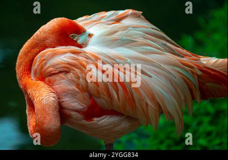 Thaïlande. 6 novembre 2024. Un flamant rose américain prépare ses plumes dans la zone d'exposition animalière de la Jaguar Trail zone au safari nocturne de Chiang mai. Chiang mai Night Safari est le premier safari de nuit en Thaïlande, situé à Chiang mai. Il offre aux visiteurs la possibilité de faire l'expérience de l'observation des animaux pendant la journée et la nuit. Vous pourrez marcher ou prendre un tramway pour voir divers animaux dans différentes zones, telles que la zone tigre, la zone jaguar et la zone de la faune indigène, ainsi que des activités intéressantes et des spectacles pour les visiteurs de tous âges. (Crédit image : © Pongmanat Tasiri/SOPA images via ZUMA Pr Banque D'Images