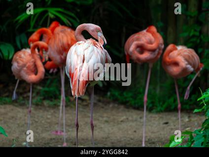 Thaïlande. 6 novembre 2024. Les flamants roses américains préparent leurs plumes dans la zone d'exposition des animaux de la Jaguar Trail zone au safari nocturne de Chiang mai. Chiang mai Night Safari est le premier safari de nuit en Thaïlande, situé à Chiang mai. Il offre aux visiteurs la possibilité de faire l'expérience de l'observation des animaux pendant la journée et la nuit. Vous pourrez marcher ou prendre un tramway pour voir divers animaux dans différentes zones, telles que la zone tigre, la zone jaguar et la zone de la faune indigène, ainsi que des activités intéressantes et des spectacles pour les visiteurs de tous âges. (Crédit image : © Pongmanat Tasiri/SOPA images via ZUMA Pre Banque D'Images