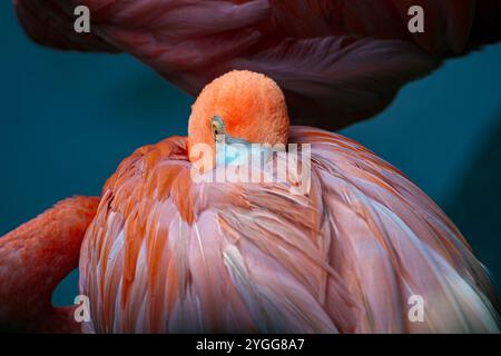 Un flamant rose américain prépare ses plumes dans la zone d'exposition animalière de la Jaguar Trail zone au safari nocturne de Chiang mai. Chiang mai Night Safari est le premier safari de nuit en Thaïlande, situé à Chiang mai. Il offre aux visiteurs la possibilité de découvrir des animaux pendant la journée et la nuit. Vous pourrez marcher ou prendre un tramway pour voir divers animaux dans différentes zones, telles que la zone tigre, la zone jaguar et la zone de la faune indigène, ainsi que des activités intéressantes et des spectacles pour les visiteurs de tous âges. (Photo de Pongmanat Tasiri/SOPA images/Sipa USA) Banque D'Images