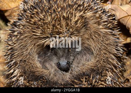 Le Hedgehog est un visiteur bien connu et très aimé des parcs et jardins. Ils ont une couche protectrice de plusieurs milliers d'épines érectiles Banque D'Images