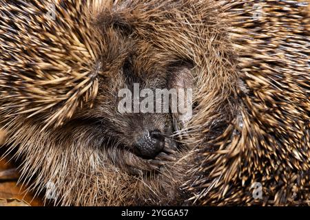 Le Hedgehog est un visiteur bien connu et très aimé des parcs et jardins. Ils ont une couche protectrice de plusieurs milliers d'épines érectiles Banque D'Images