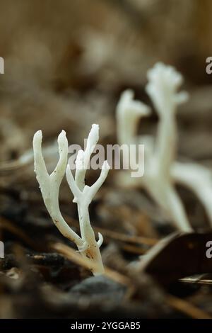 Champignon de corail Club ridé, Clavulina rugosa, poussant dans la litière de feuilles, New Forest Royaume-Uni Banque D'Images