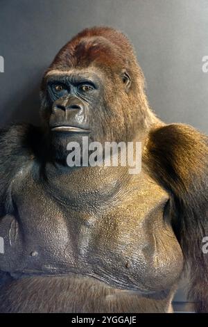 Guy the Goriila, une ancienne attraction célèbre de longue date au zoo de Londres, farcie et exposée au Natural History Museum de Londres. Banque D'Images