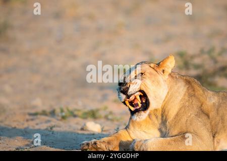 Snarling Lioness, Kgalagadi Transfrontier Park, Afrique du Sud Banque D'Images