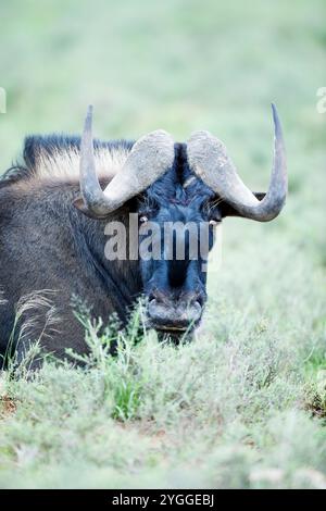 Gnous noir, parc national Mountain Zebra, Afrique du Sud Banque D'Images