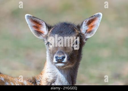 Portrait de veau de cerf en jachère (Dama dama), détails sur les cheveux et les oreilles Banque D'Images