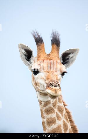 Portrait de girafe, Itala Game Reserve, Afrique du Sud Banque D'Images