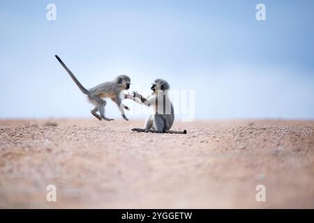 Vervet Monkeys Playing, Addo Elephant National Park, Afrique du Sud Banque D'Images