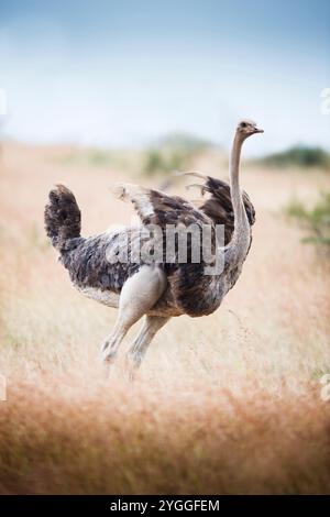 Autruche, Kruger National Park, Afrique du Sud Banque D'Images