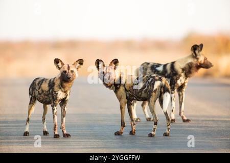 Wild Dogs, Parc national Kruger, Afrique du Sud Banque D'Images