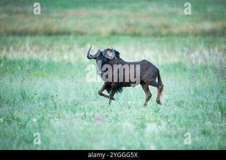 Gnous noir, réserve naturelle de Rietvlei, Afrique du Sud Banque D'Images