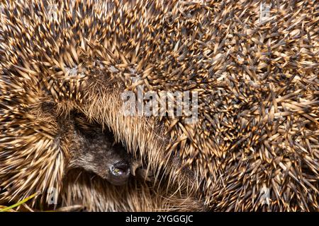 Le Hedgehog est un visiteur bien connu et très aimé des parcs et jardins. Ils ont une couche protectrice de plusieurs milliers d'épines érectiles Banque D'Images