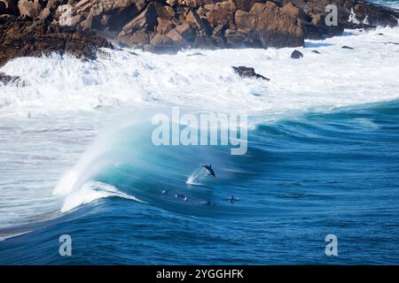 Bottlenose Dolphin, Garden route, Afrique du Sud Banque D'Images