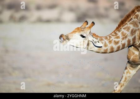 Afrique, boire, girafe (Giraffa camelopardalis), Parc transfrontalier de Kgalagadi, nature, no People, Northern Cape Province, Outdoors, Afrique du Sud, T Banque D'Images