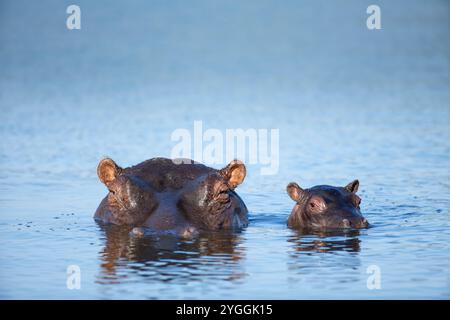 Hippo, Kruger Park, Afrique du Sud Banque D'Images