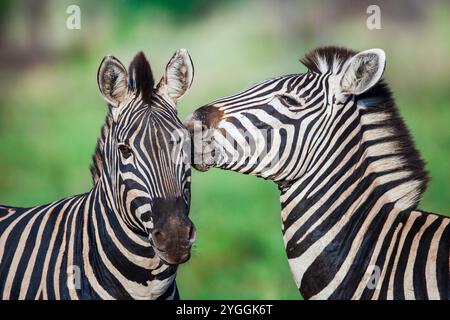 Deux zèbres, Afrique du Sud Banque D'Images
