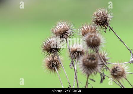 Quelques têtes de semis brunes sèches, connues sous le nom de bavures, de la bardane, espèce Arctium. Les bavures sont composées de plusieurs bractées à pointe avec des épines accrochées Banque D'Images