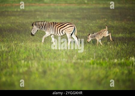Zebra, Afrique du Sud Banque D'Images