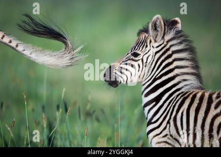 Zebra, Afrique du Sud Banque D'Images