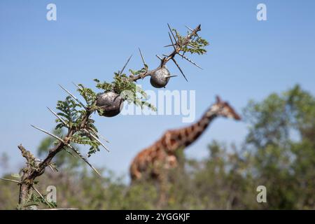 Girafe réticulée, Laikipia, Kenya Banque D'Images
