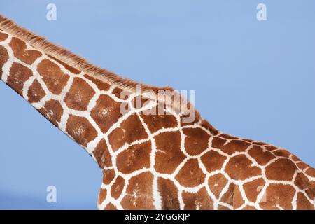 Girafe réticulée, Laikipia, Kenya Banque D'Images