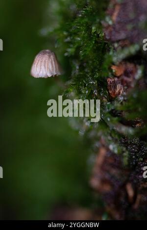 Un champignon de quelques millimètres pousse sur un tronc d'arbre recouvert de mousse, Allemagne Banque D'Images