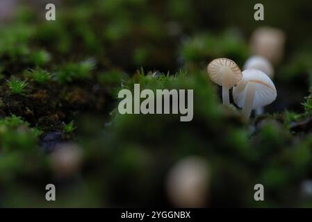 Des champignons de quelques millimètres poussent sur un tronc d'arbre recouvert de mousse, Allemagne Banque D'Images