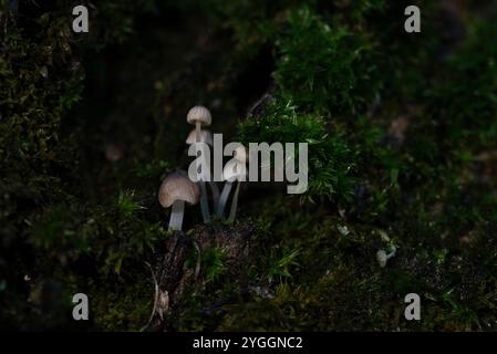 Des champignons de quelques millimètres poussent sur un tronc d'arbre recouvert de mousse, Allemagne Banque D'Images