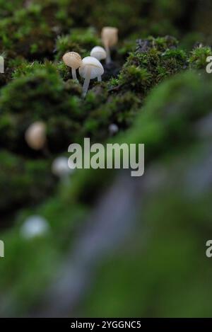 Des champignons de quelques millimètres poussent sur un tronc d'arbre recouvert de mousse, Allemagne Banque D'Images