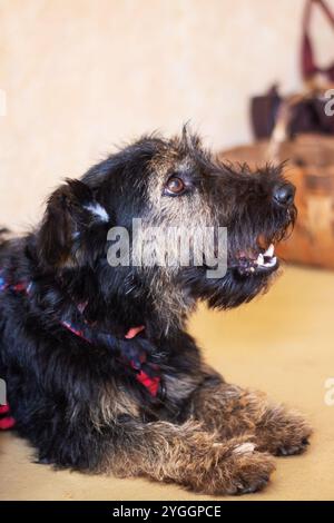 Un petit chien noir la bouche ouverte repose sur le sol. Il appartient à la famille des Canidae et est probablement une race de chien de compagnie ou de chien jouet Banque D'Images