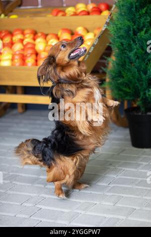 Un joli chien brun et noir se tient debout avec confiance sur ses pattes arrière devant un écran coloré rempli de pommes mûres Banque D'Images