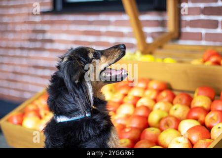 Un chien est debout juste devant un grand tas de pommes rouges mûres qui sont empilées haut sur le sol, semblant vives et fraîches Banque D'Images