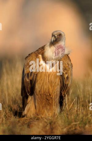 Griffon Vautour (Gyps fulvus), lever du soleil, portrait, Pyrénées, Catalogne, Espagne Banque D'Images