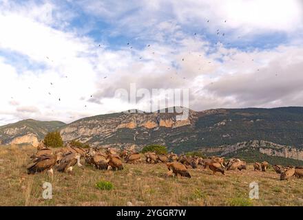 Vautours griffon (Gyps fulvus), groupe sur le terreau des Pyrénées, Catalogne, Espagne Banque D'Images