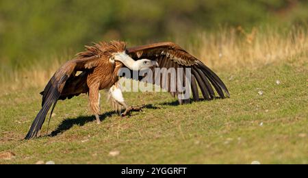 Décollage du vautour de Griffon (Gyps fulvus), Pyrénées, Catalogne, Espagne Banque D'Images