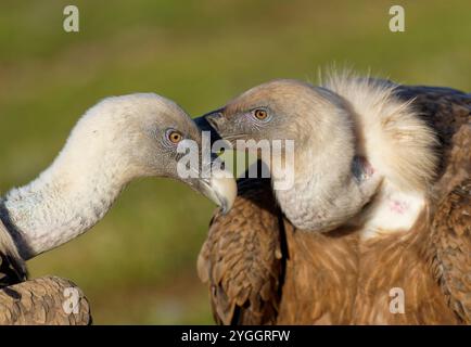 Deux vautours griffons (Gyps fulvus), portrait, Pyrénées, Catalogne, Espagne Banque D'Images