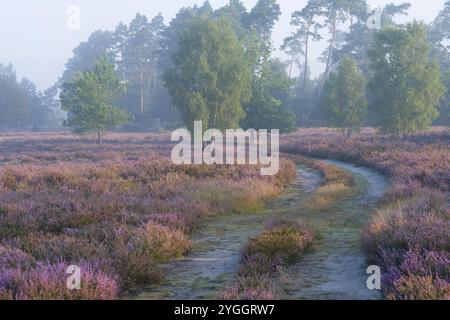 Humeur matinale dans la Behringer Heide, chemin à travers la bruyère en fleurs, ambiance brumeuse, réserve naturelle près de Bispingen, Parc naturel de la bruyère de Lüneburg, Allemagne, Lowe Banque D'Images